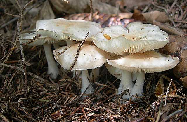 I funghi della foresta di Thann
